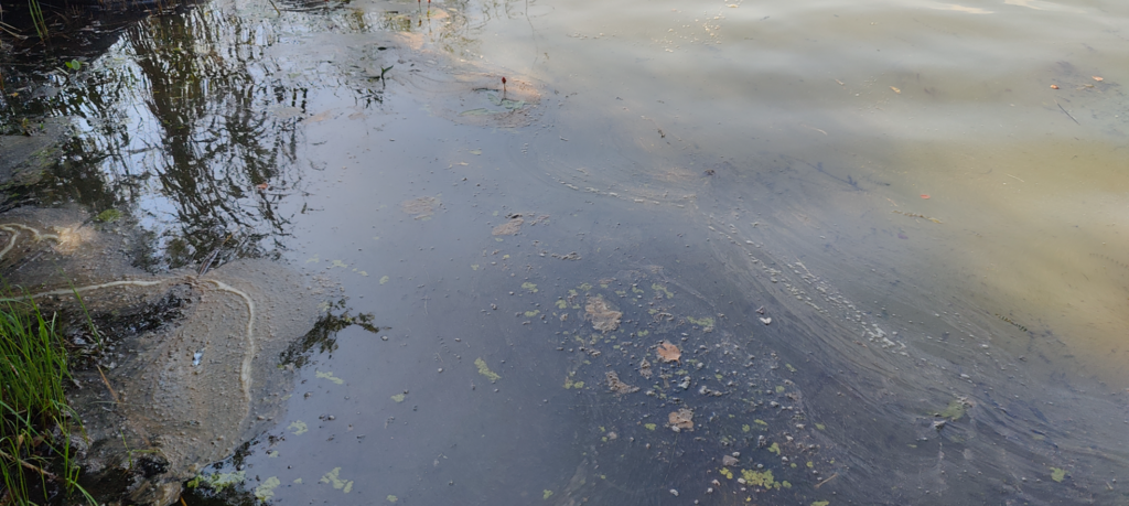 Mäyhäjärvi (35.250.1.001)-Päivärinne-ObsALG-202507251128-1753432273666.png