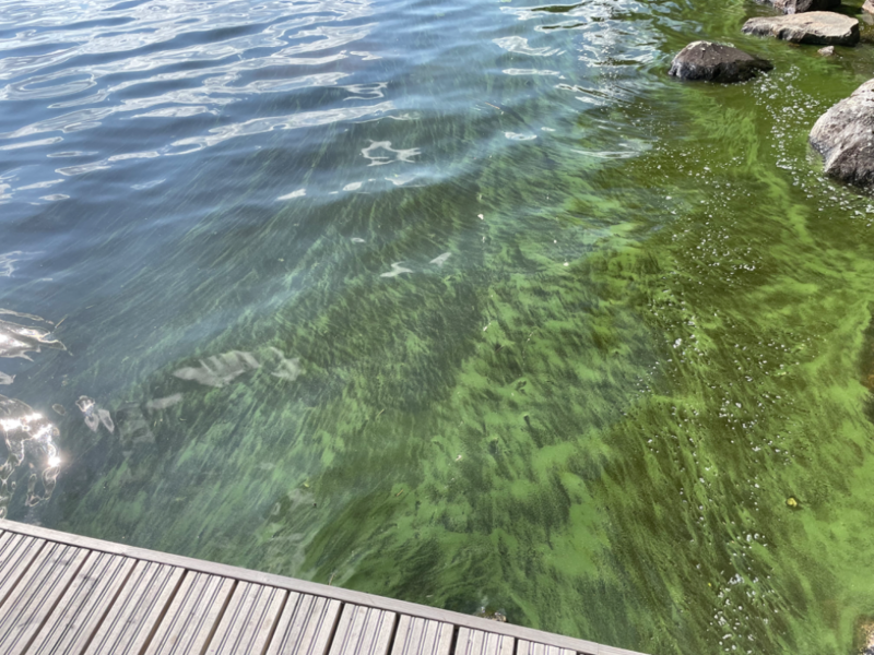 Tiedosto:Päijänne (yhd.)-Kalliosaaret-ObsIMG-202306271018-649a8e0af18af.png