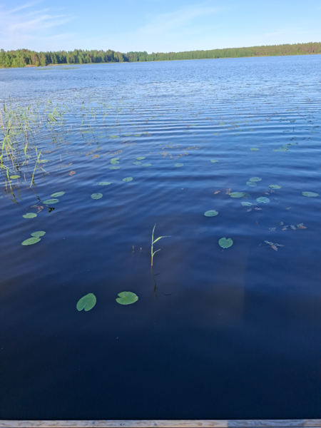 Tiedosto:Sulkuejärvi (35.538.1.005)-Sulkuejärvi-ObsALG-202606080758-1780894807629.png