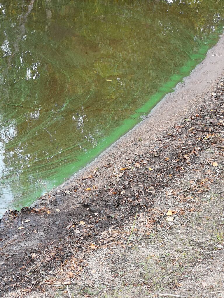 Syväri (04.631.1.001)-Syväri-ObsIMG-201909211424-10.jpg