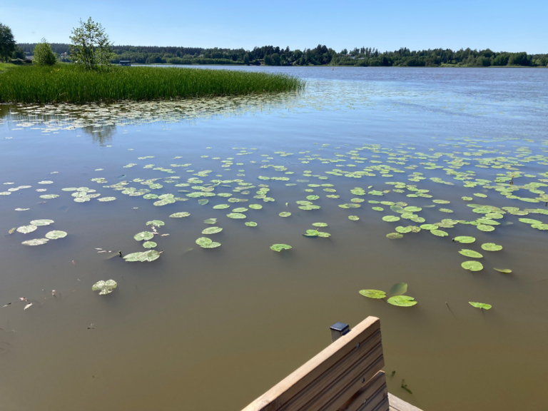 Tuusulanjärvi (21.082.1.001)-Rotarien sinileväseuranta (Kotuntien laituri)-ObsIMG-202406051724-666076e55fe33.png