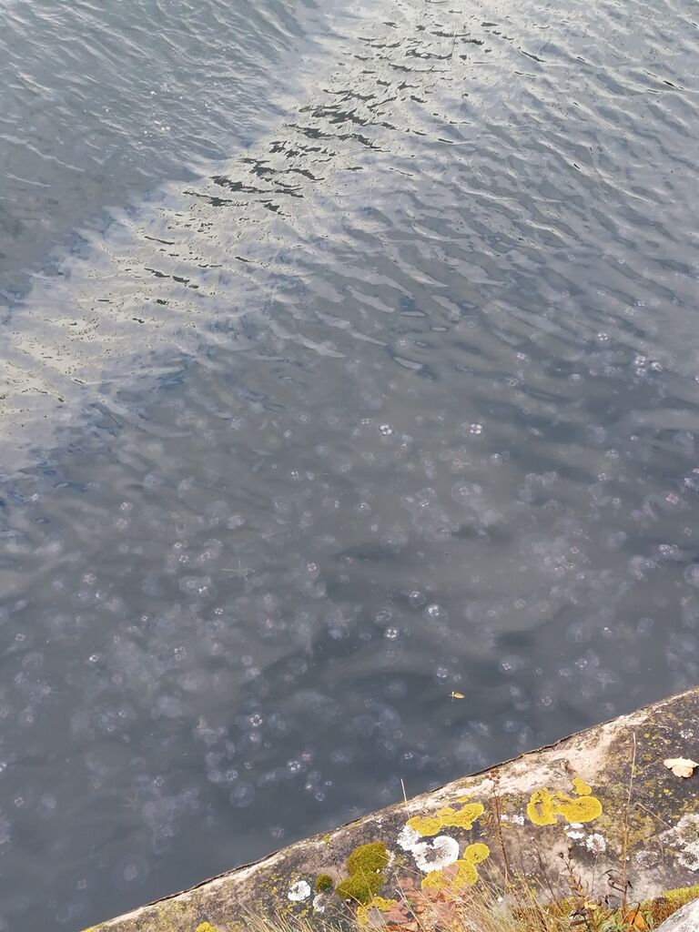 Hankoniemi-Voimakasiinin edusta-ObsJELLY-202009291330-8.jpg