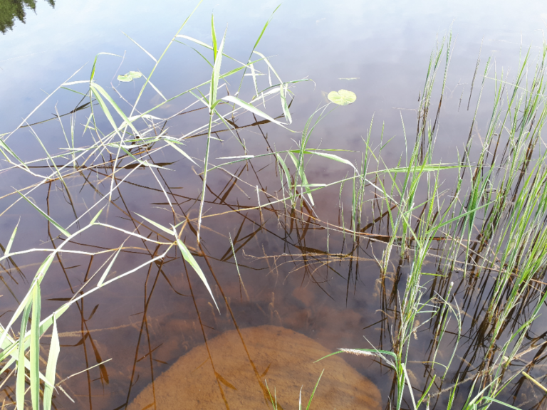 Kallavesi (yhd.)-Rotarien sinileväseuranta (Puutossalmi)-ObsALG-202106140934-60c6fd8d46b70.png