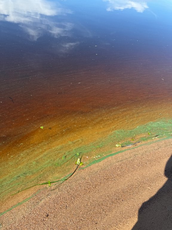 Kuortaneenjärvi (44.041.1.001)-Havaintopaikka 5-ObsALG-202507091014-686e170a1d2d7.png