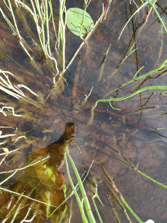 Rytinkijärvi (61.522.1.001)-Valtakunnallinen sinileväseuranta (Rytinkisalmi)-ObsIMG-202307180941-64b63412915df.png