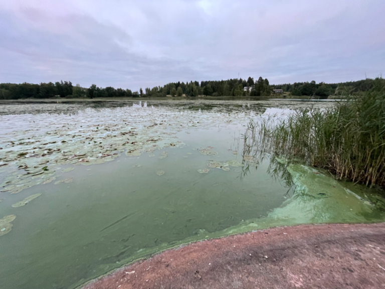 Salmijärvi (21.045.1.007)-Havaintopaikka 2-ObsALG-202208262031-6309037303d25.png