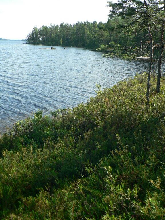 Horkan pohjoisrantaa.JPG