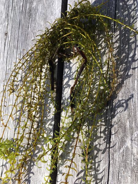 Tiedosto:Kotijärvi (65.377.1.001)-Kotijärvi eli Salmijärvi-ObsIMG-201905171940-5.jpg