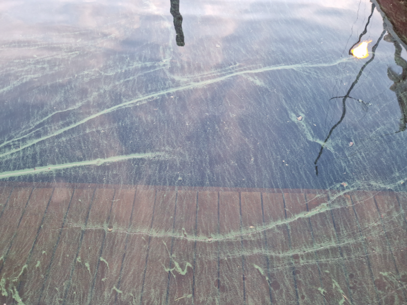 Tiedosto:Pielinen (04.411.1.001)-Kolin satama-ObsALG-202406232100-6678a6a8e5f3f.png