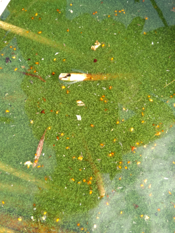 Seurasaari-Rotarien sinileväseuranta (Laajalahti, Munkkiniemenranta)-ObsALG-202308161248-64dc9eefeb60e.png