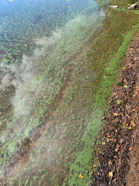 Valkeinen (14.628.1.002)-Valkeinen-ObsALG-202509020958-1756796593165.png