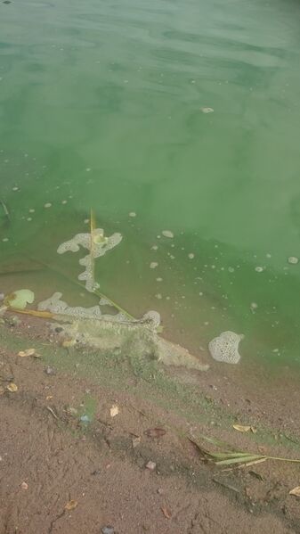 Tiedosto:Vantaan suualue (21.011)-Pikkukoski-ObsIMG-201807111624-35.jpg