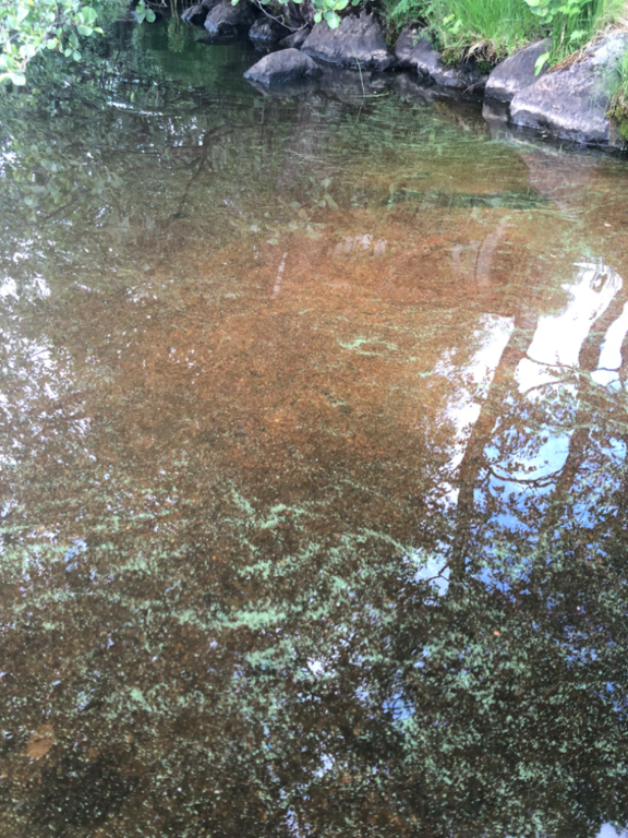 Alasjärvi (35.214.1.004)-Alasjärvi-ObsALG-202306251735-649850e76ad63.png