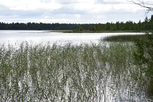 Narkausjärvi Rovaniemi (7)P.jpg