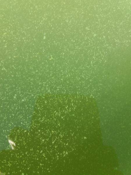 Tiedosto:Paimionlahti ja Paimionselän sisäosa-Hiirsalmi-ObsIMG-202406151116-666d4f60d4a1b.png