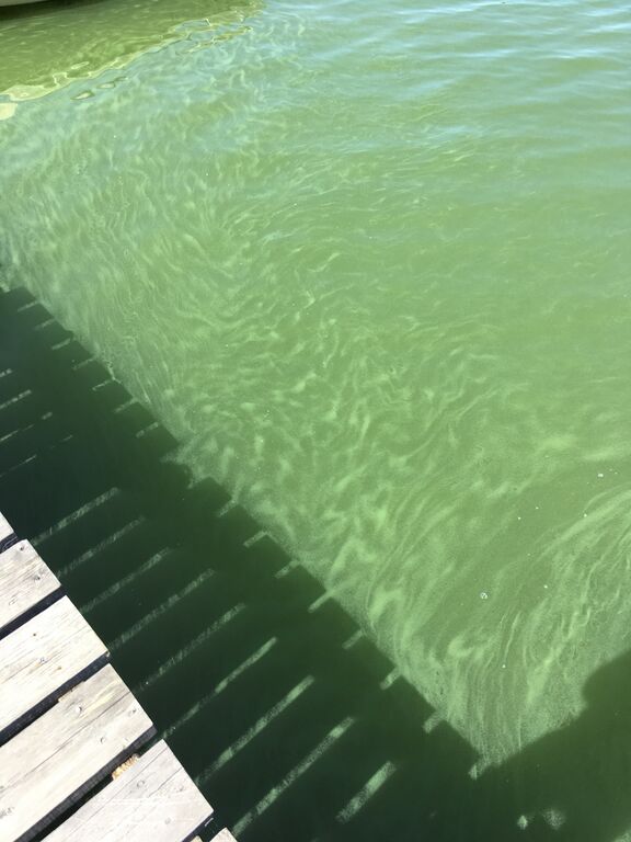 Dragsfjärdinlahti-Genbölen uimaranta-ObsALG-201906301315-62.jpeg