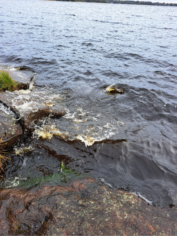 Luodonjärvi (99.110.1.001)-Valtakunnallinen sinileväseuranta-ObsALG-202309191141-65095ecfbbf16.png