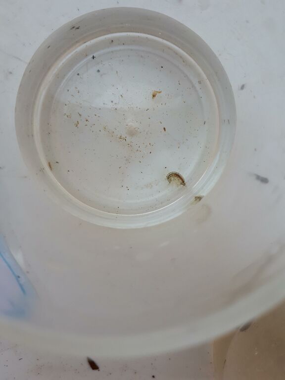 Märla hovirinta.jpg