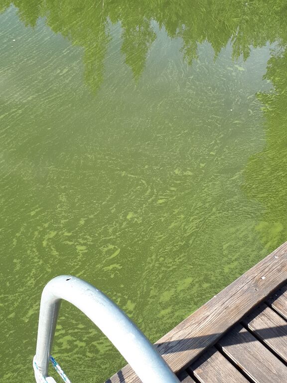 Mynälahden ulko-osa-Vehmassalmi, Perseenvuori-ObsIMG-201806170853-20.jpg