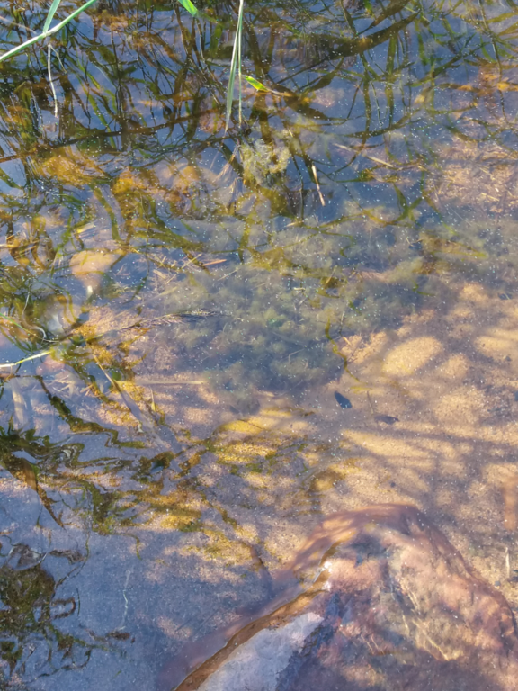 Oulun edusta-Rotarien sinileväseuranta (Kellon kalasatama)-ObsALG-202208021623-62e9258a6a58c.png