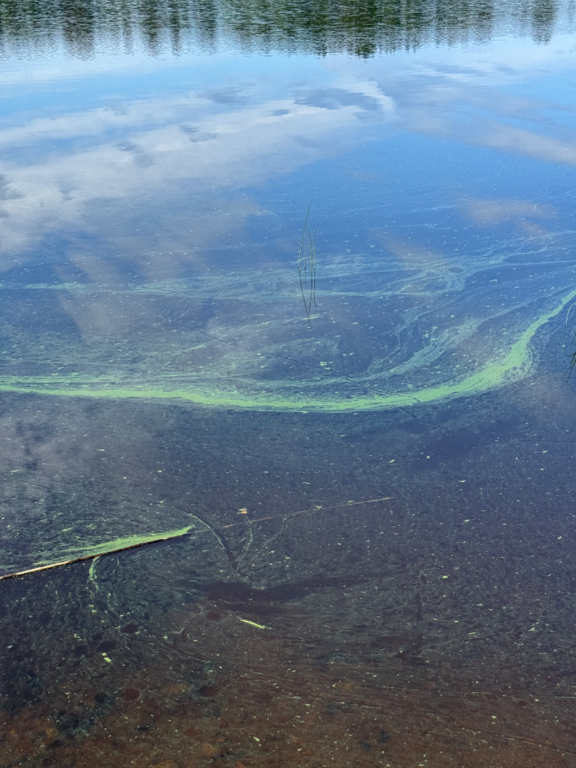 Toiviaisjärvi (04.552.1.013)-Valtakunnallinen sinileväseuranta (Kaarteenperä)-ObsIMG-202506271130-1751013227978.png