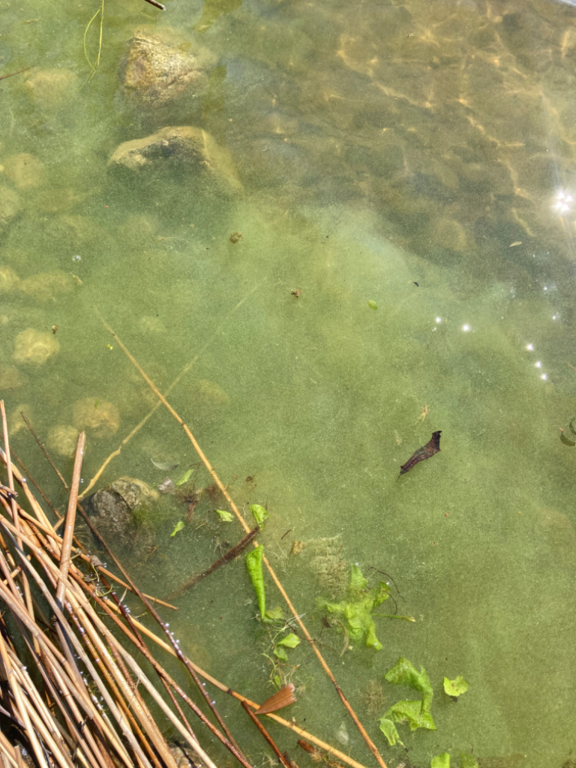 Ukonvesi (Saimaa) (04.151.1.001)-Koivukummunpolku-ObsALG-202206251302-62b6ddb13efec.png