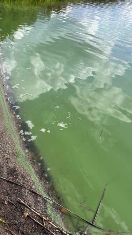 Ukonvesi (Saimaa) (04.151.1.001)-Launialan uimaranta-ObsIMG-202308251338-64e884ecd919b.png