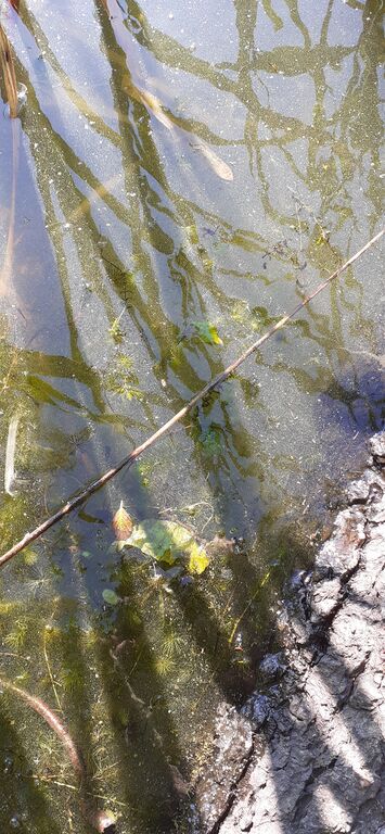 Kirkkojärvi (35.713.1.022)-Valtakunnallinen sinileväseuranta-ObsALG-202006230855-93.jpg