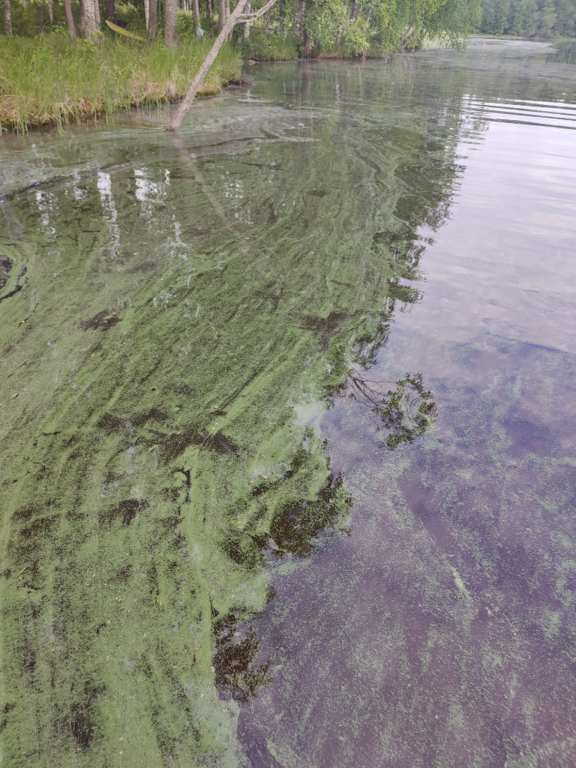 Päijänne (yhd.)-Jänissalmi Korpilahti-ObsALG-202306280901-649bcd373cb11.png