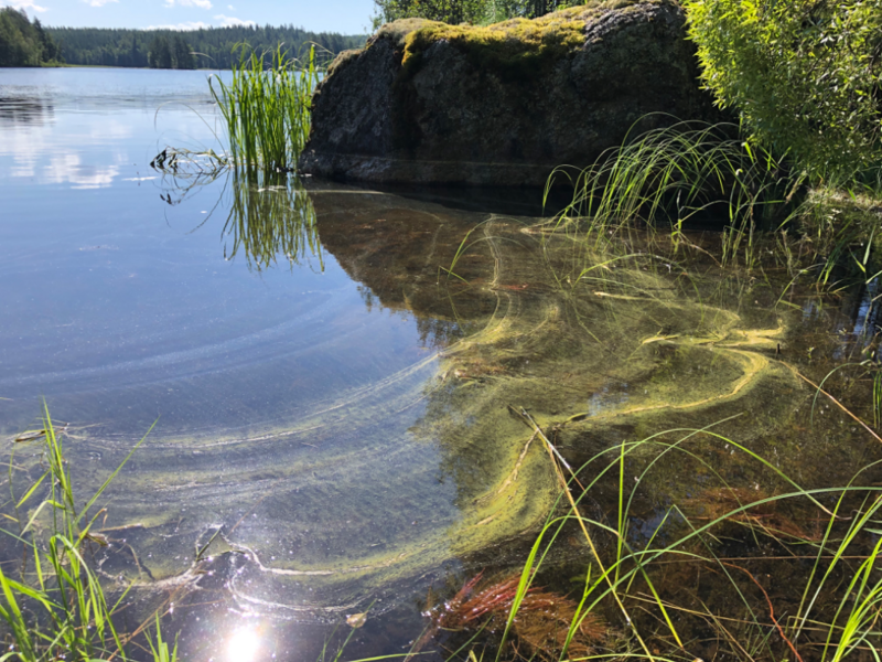 Tiedosto:Saimaa (04.112.1.001)-Lietvesi - pitkäsaari-ObsIMG-202407231056-669f62a688aa3.png