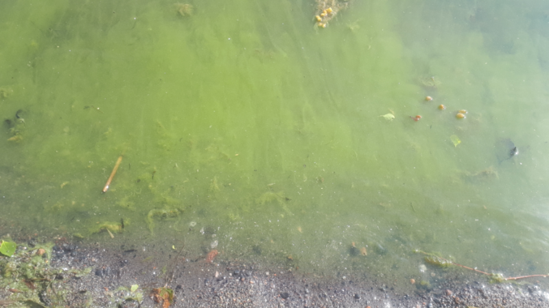 Tiedosto:Vardskadsudden - Strömma-Marjanuemi-ObsIMG-202106211014-60d05ae666bdd.png