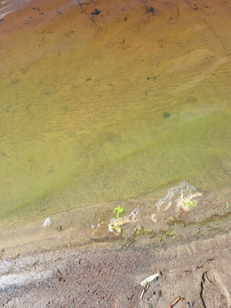 Tiedosto:Liesjärvi (35.982.1.001)-Talaankärki 71-ObsALG-202406271516-667d590218528.png