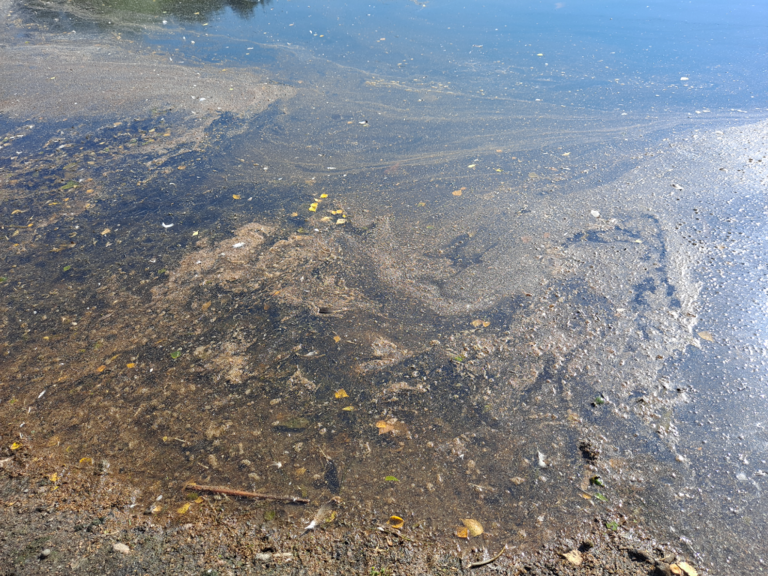 Mätäojan valuma-alue (81.051)-Rotarien sinileväseuranta (Mätäjoen kalastuslaituri)-ObsALG-202208161109-62fb50ee48ffb.png