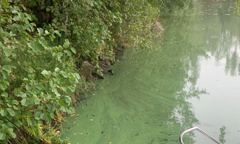 Maikkalanselkä (23.021.1.015)-Talpelanlahti-ObsALG-202309011000-64f1aa318356f.png