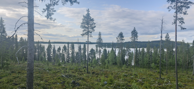 Muojärvi - Kirpistö (74.021.1.001)-Lehmilahti-ObsIMG-202506191829-1750347075868.png