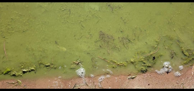 Pyhäjärvi (34.031.1.001)-Varuskunnan uimaranta-ObsALG-202206262141-62b8a8aa2c6dc.png