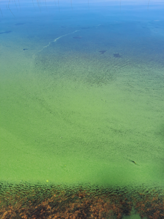 Pyhäjärvi (54.051.1.001)-Rannankylä-ObsIMG-202406261217-667bddc4e57bc.png