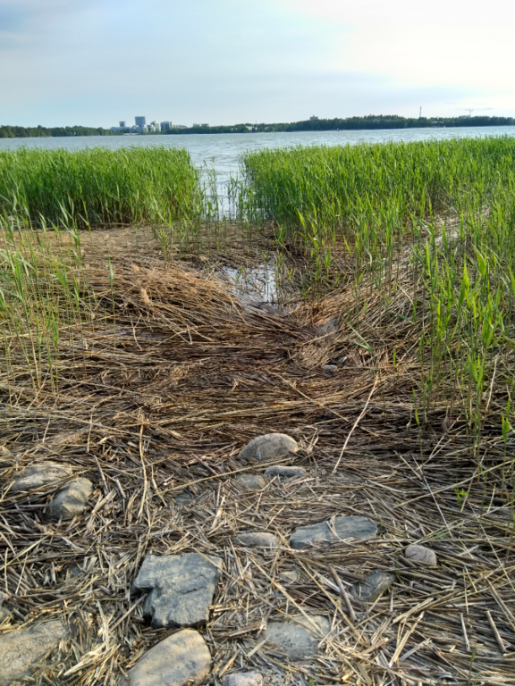 Seurasaari-Rotarien sinileväseuranta (Laajalahti, Munkkiniemenranta)-ObsALG-202305312007-64777e9da391a.png