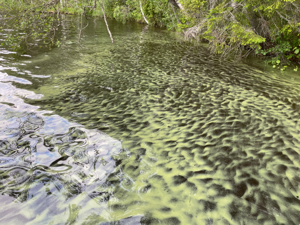Sorsanselkä - Keskinenvesi (14.236.1.067)-Rutalaakso-ObsALG-202507030817-686dfcb12b597.png