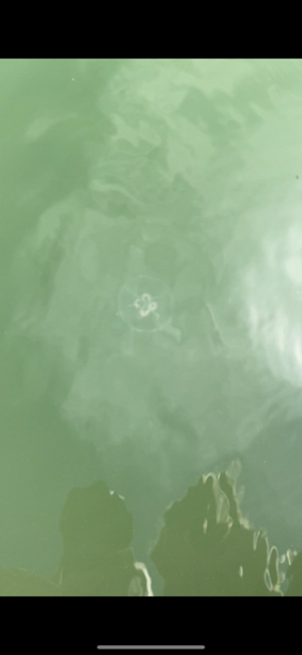 Tiedosto:Ströömi-Lootholman laituri-ObsJELLY-202207121507-62e02783bee56.png