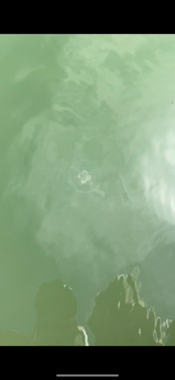 Ströömi-Lootholman laituri-ObsJELLY-202207121507-62e02783bee56.png