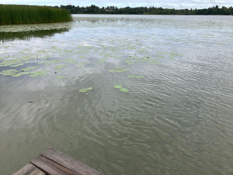 Tuusulanjärvi (21.082.1.001)-Rotarien sinileväseuranta (Kotuntien laituri)-ObsALG-202208221214-6303490d8dd88.png