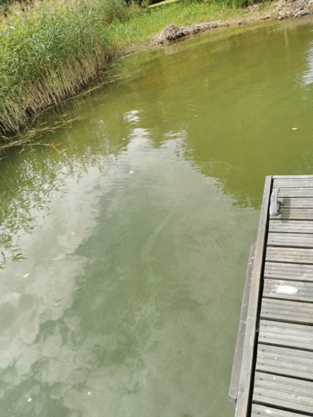 Tiedosto:Halikonlahden eteläinen haara-Havaintopaikka 1-ObsALG-202107241323-60fbeae07df9b.png