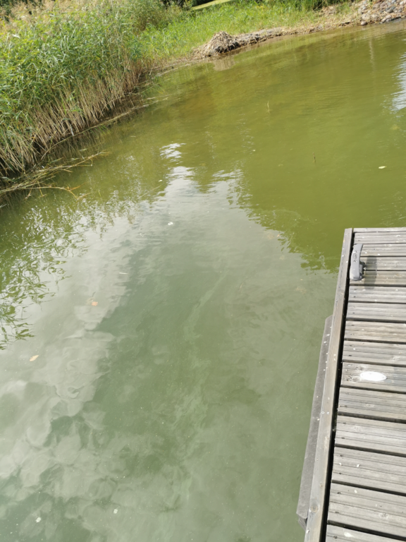 Halikonlahden eteläinen haara-Havaintopaikka 1-ObsALG-202107241323-60fbeae07df9b.png