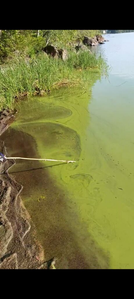 Kallavesi (yhd.)-Karhonsaari-ObsIMG-202008091223-26.jpg