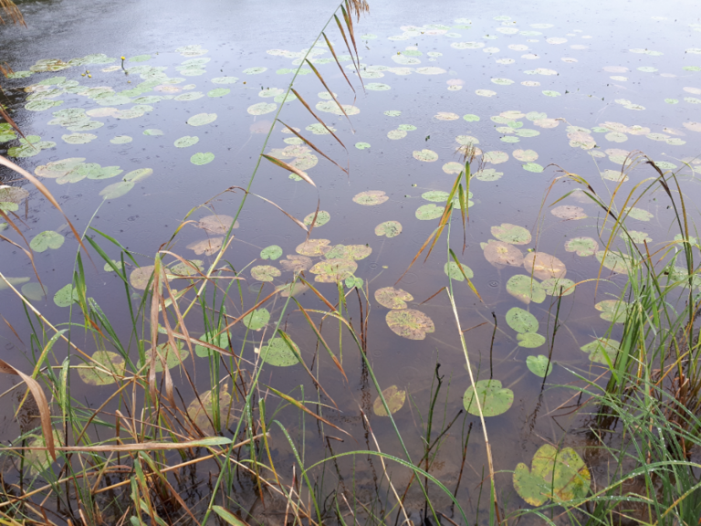 Kallavesi (yhd.)-Rotarien sinileväseuranta (Puutossalmi)-ObsALG-202108170824-611b5e64c21d4.png