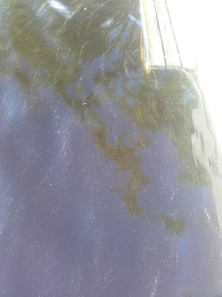 Tiedosto:Kesäkuu 2020.jpg