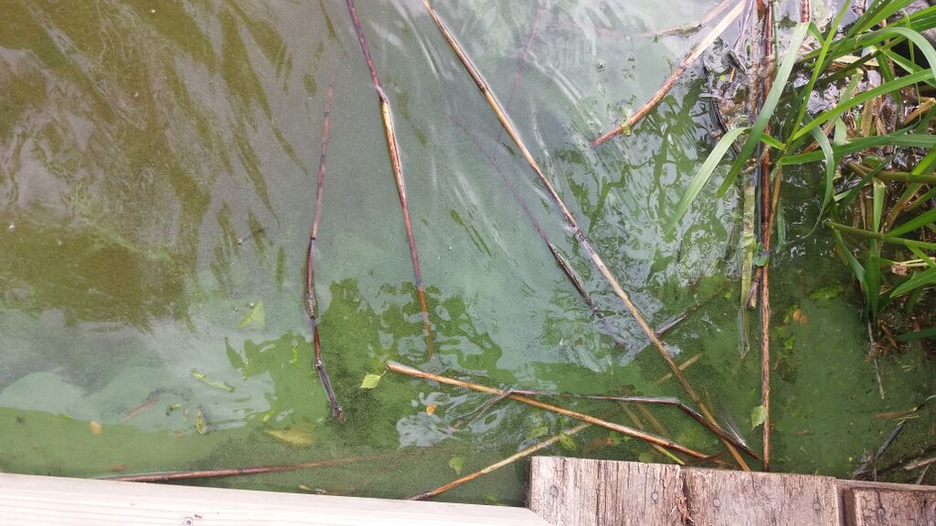 Kulovesi (35.132.1.001)-Huunantie 61-ObsIMG-201806141653-19.jpg