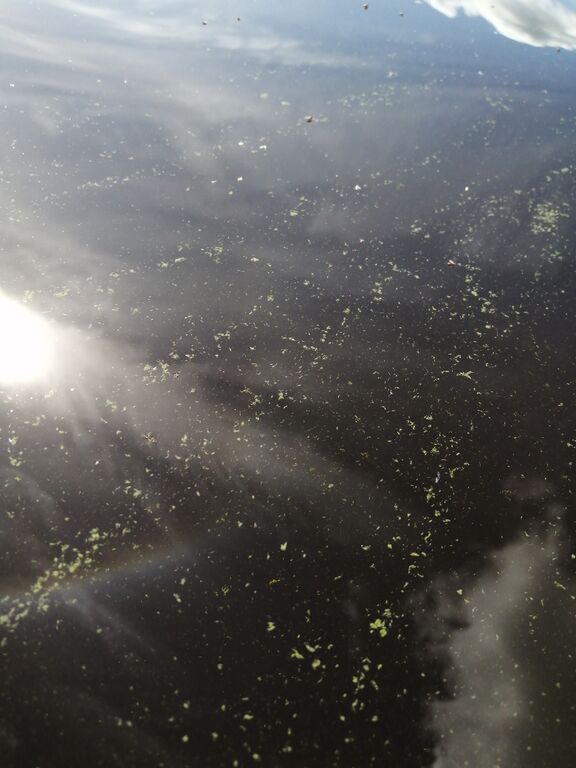 Mankilanjärvi (57.024.1.001)-Kotalahti-ObsALG-202007111557-88.jpg