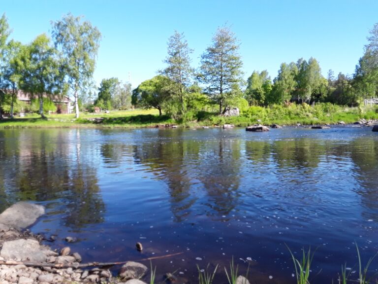 Merikarvianjoen suualue (36.011)-Holmankoski-ObsIMG-201805280951-50.jpg